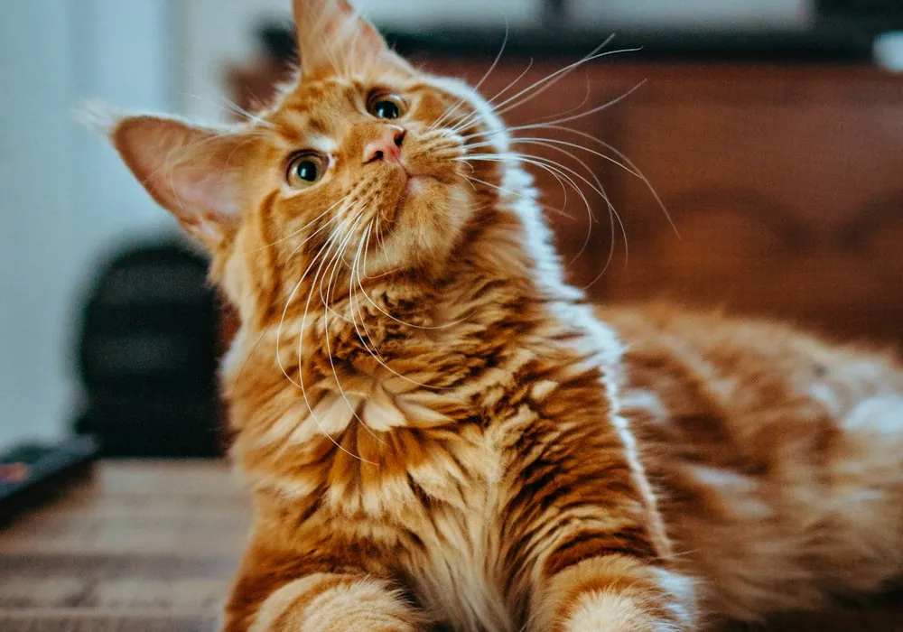 Puppy & Kitten Vaccination Schedule for India