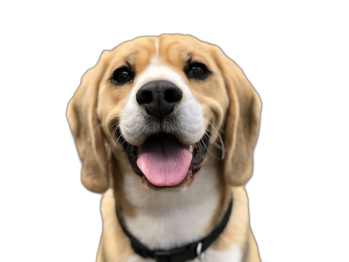 Smiling beagle at Anicare Pet Clinic