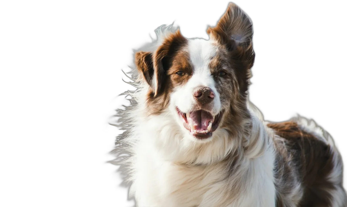 Happy Australian shepherd puppy