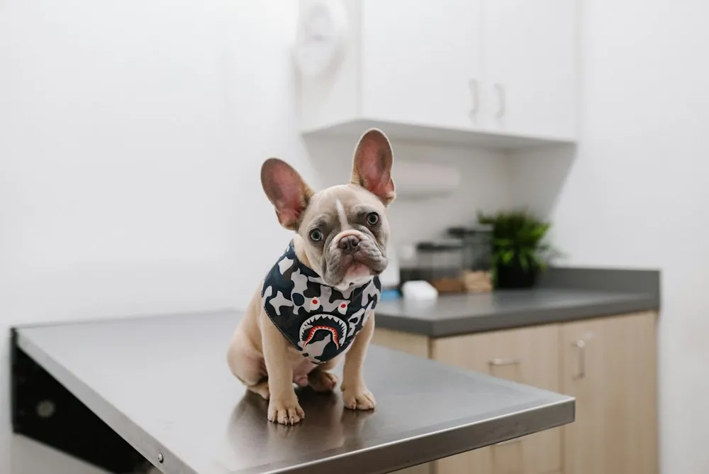 French bulldog on the examination table