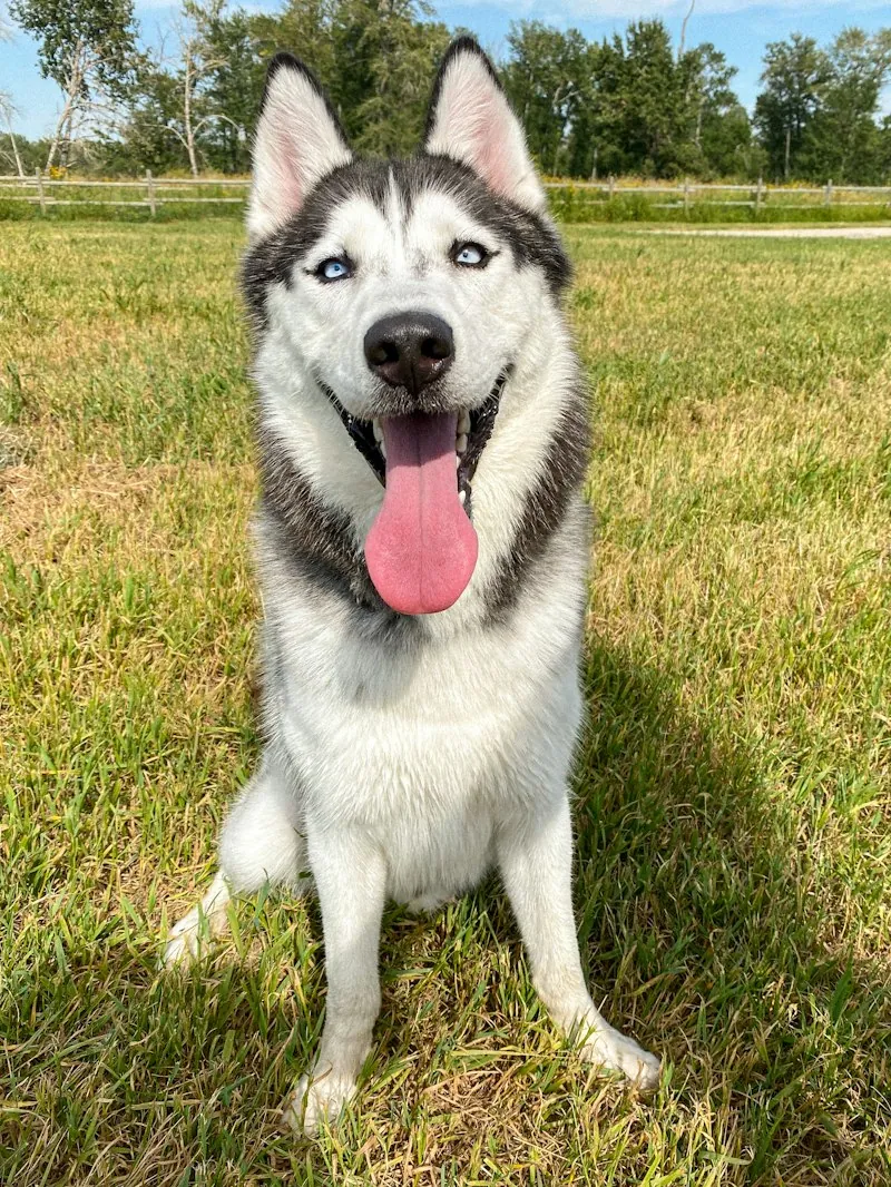 Happy dog patient at Anicare Pet Clinic, Hyderabad