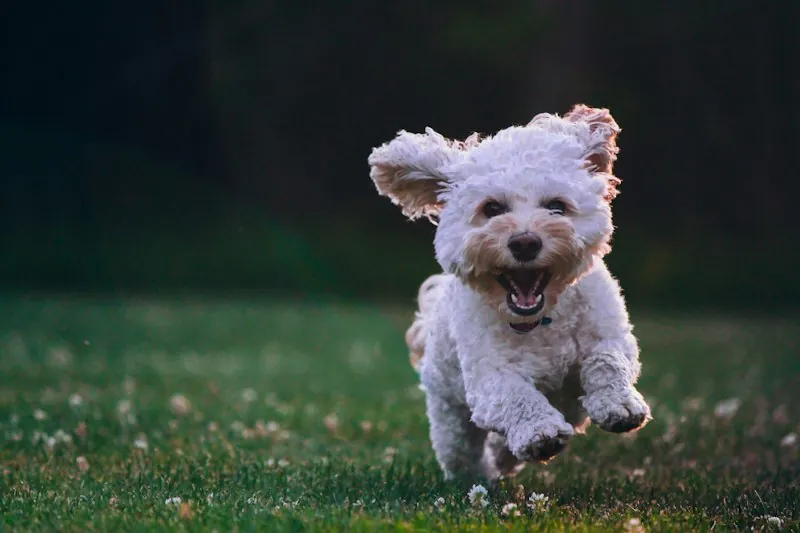 Happy dog patient at Anicare Pet Clinic, Hyderabad