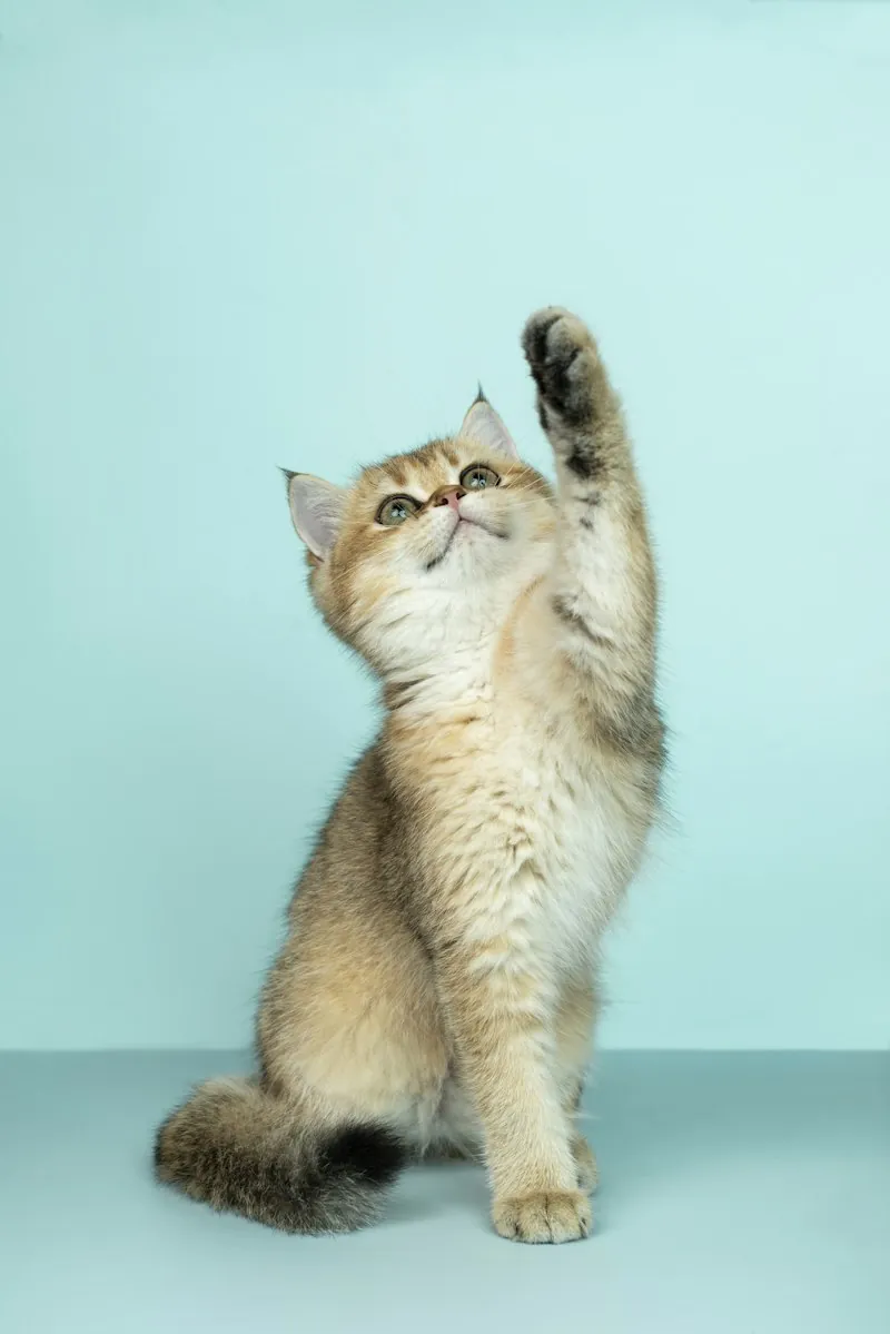 Content cat patient at Anicare Pet Clinic, Hyderabad
